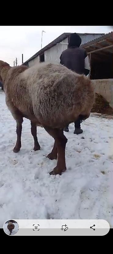 Баран, овца: Продаю | Баран (самец) | На забой | Племенные — 3