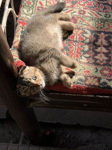 говорящий хомяк: Шотландский вислоухий котёнок (Scottish Fold) - Окрас: тигровый