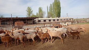 Продажа другой коммерческой недвижимости: Срочно продается кошара.( в 7 км от трасы Бишкек Кара- Балта ) 40 — 17