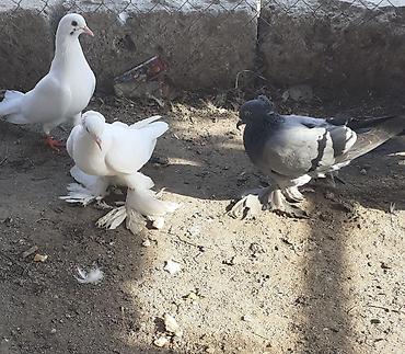 göyərçin satışı: Iri lelekli kekilli quslar satilir hamisi ebresden — 10