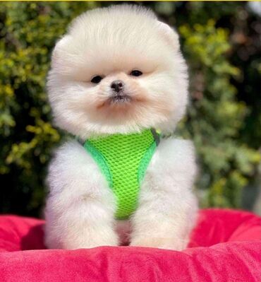 İtlər: Şpitz, 1 il, Dişi, Peyvəndli, Rayonlara çatdırılma, Pulsuz çatdırılma, Ünvandan götürmə — 5