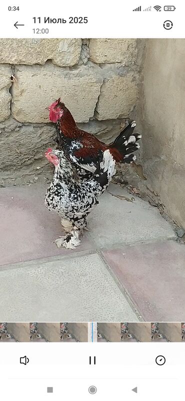 rakuşka satışı: Satilir ve ya barter edilir. Barter ( Lal ordek, tutuqusi, goyercinle