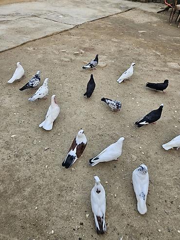 heyvan bazari baki: 16 eded göyerçin hopdum 5 manatdan satilir uçuşlari oynamaqlari var — 3