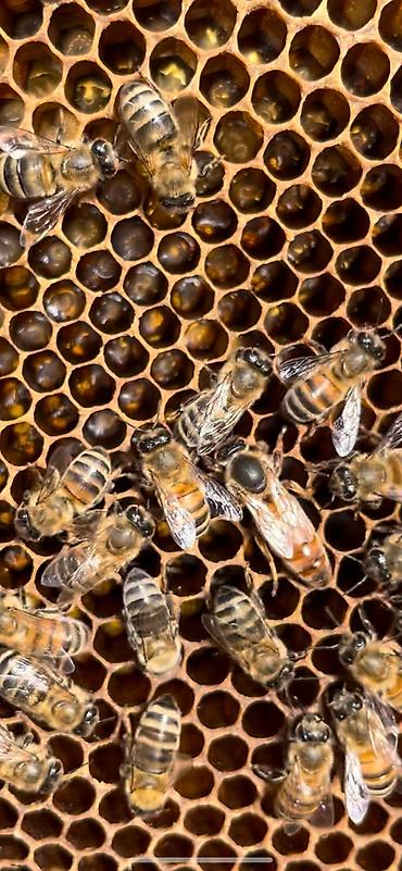 Другие животные: Продается пчела семья 3 расплод+1 (2 закрытый 1 молочный 1 кроюшый) — 10