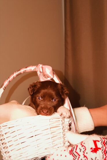 Продажа собак: 🎁 Ищете идеальный подарок к Новому году? Маленький хвостик, который — 6