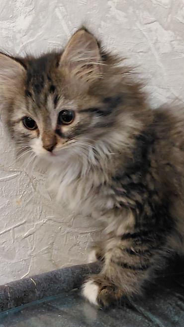 Pişiklər: Tabbi, Dişi, Yaxşı əllərə — 4