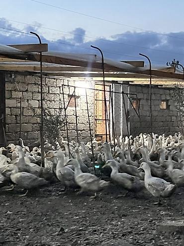 dovsan sekilleri: Məhsul: Ağ yerli ördəklər (kütləvi sayda) Təsvir: - Şəkillərdə — 6
