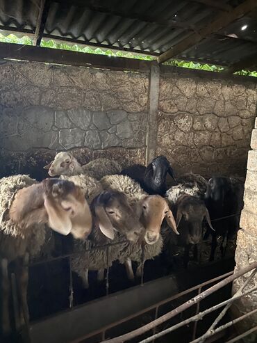 клетка для овец: Продаю | Баран (самец) | Арашан | На забой