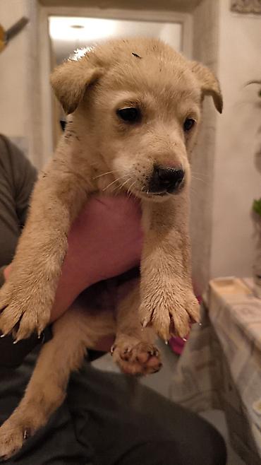 Продажа собак: Щенки, окрас черный с подпалом Описание: - Милые щенки — 8