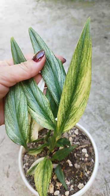 Филодендроны: Монстера Monstera 'Aurea Neon' / 'Lemon Lime'). Монстера Бульвазавр и — 26