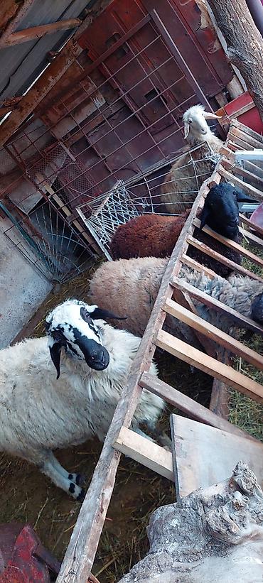 Баран, овца: Продаю | Баран (самец) | Для разведения — 7