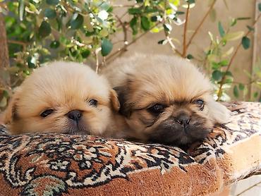 İtlər: Pekines — 7