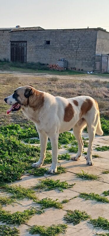 İtlər: Qurdbasar, 1 il, Erkek, Peyvəndli, Ödənişli çatdırılma — 6