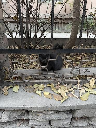 лысый кот сфинкс: Котята серо-дымчатого окраса - Описание: два домашних котёнка — 2