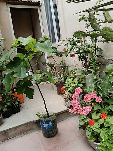 palid agaci: Məhsul: Qabda böyüdülmüş əncir tingləri Təsvir: - Növ: Encir (Ficus — 3
