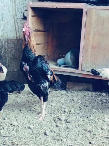 Птицы: Бойцовский петух 🐓|ДАКАН| кыйкырган тоокторду басат духовистый бойдо