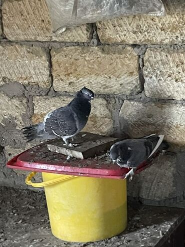 Göyərçinlər: Ev göyərçinləri dekorativ və uçuş üçün. - Rənglər: ağ, qara‑ağ — 2