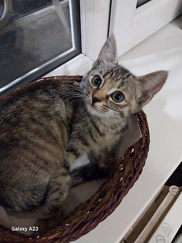 Мышыктар: Котёнок тигрового окраса девочка. рыжий мальчик, отдам в хорошие — 1