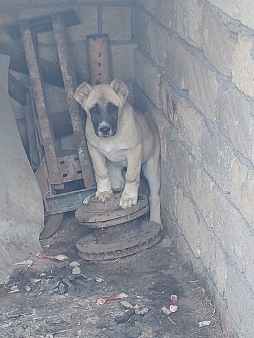 oglan it adlari: Alabay, 3 ay, Erkek, Peyvəndli, Ünvandan götürmə