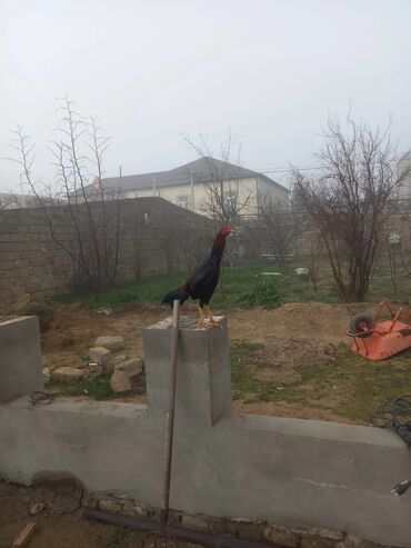 Heyratı xoruz