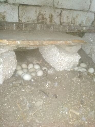 Mayalı ordey yumurtası var satiq 50qepiyden biri 27dene