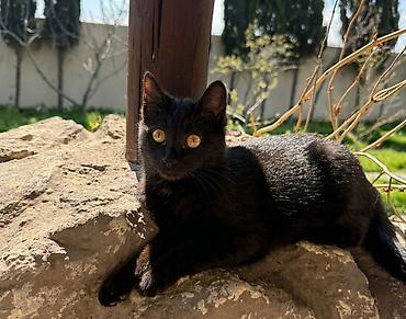 Pişiklər: Dişi, Yaxşı əllərə — 3