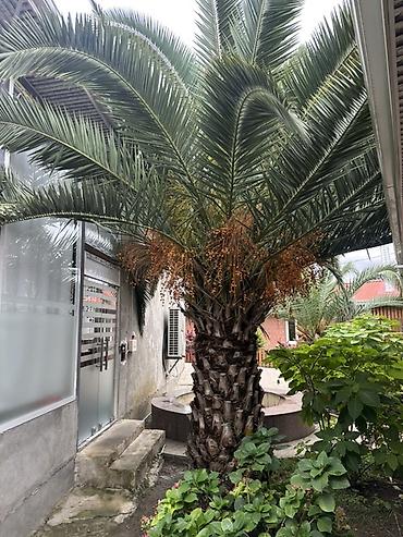 gül ağaçları: 2.80Cm Xurma palması (Phoenix canariensis) - Növ: Kanar xurma — 1