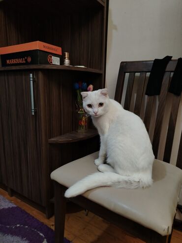 Pişiklər: Şotland yastı qulaq, Erkək, Yaxşı əllərə, Ünvandan götürmə — 10