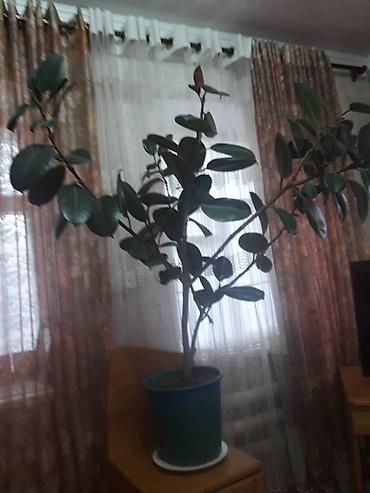 Фикусы: Комнатные растения в горшках. 1) Фикус эластика (каучуковое дерево) - — 1