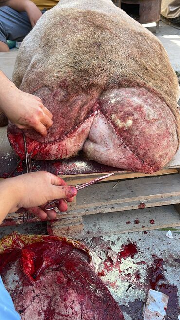 Услуги ветеринара: Ветеринардык врач …! Ветеринарный врач …! Узи🐄🐎🐑🐐🐕🐈 Бодо малга — 7