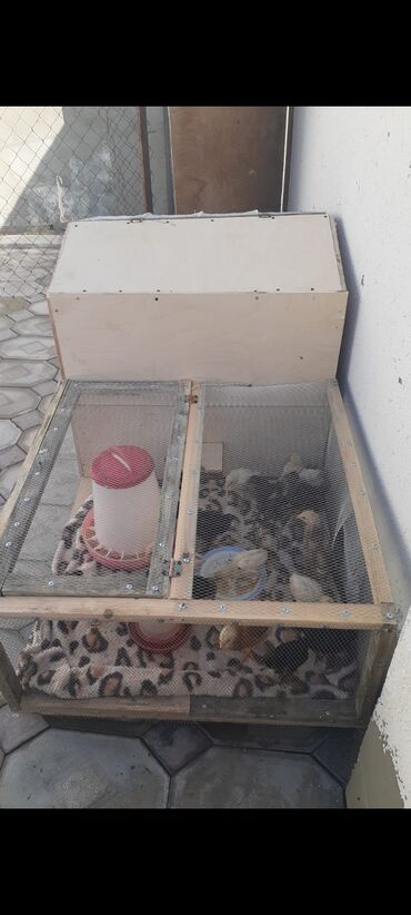 Kənd təsərüfatı heyvanları üçün digər mallar: Cuce dovsan bezi heyvanlari salmaq ucun qefes 150cm eni 90 cm her
