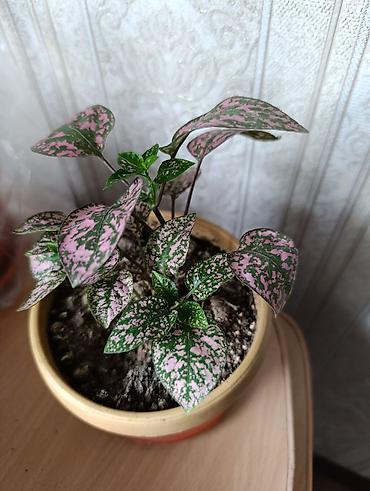Бегонии: Гипоэстес (Hypoestes phyllostachya) «пятнистый» в горшке,есть белый — 5