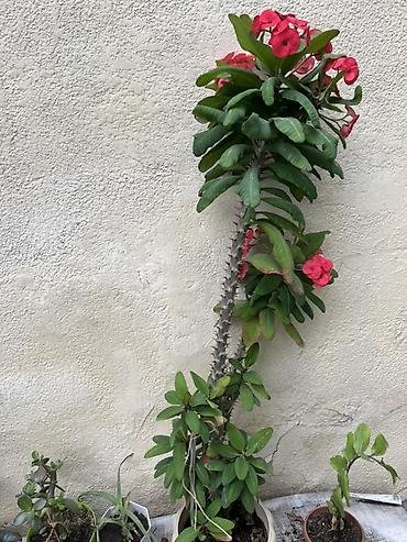 Молочаи: Молочай (Euphorbia milii, «Корона Христа») в горшке. - Высокий куст — 2