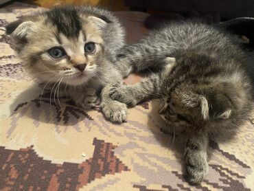 мраморный вислоухий кот: Продаю породистых котят мама вислоухая шотландкапапа британец