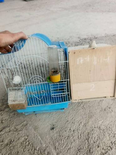 ucuz quslar: Hazir cut hal hazirda 2 eded yumurtasi da var qefesli yuvali 45 azn — 3