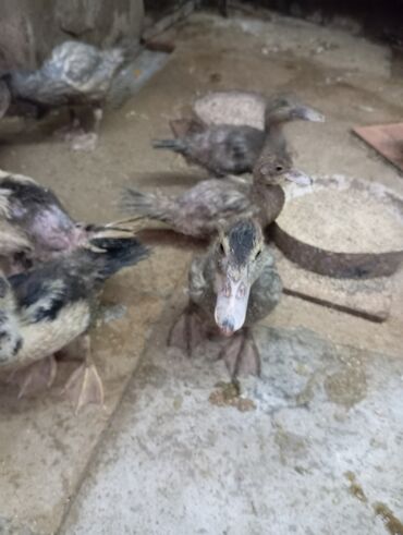 Ördəklər: Muscovy (hind) ördək balaları – müxtəlif rənglərdə - Cins — 3