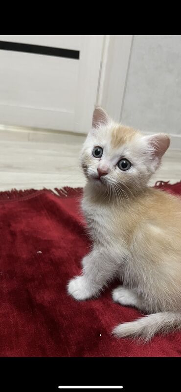 стригальная машинка для стрижки овец продается: Кошка даром: Беспородная, 5 месяцев, Мальчик