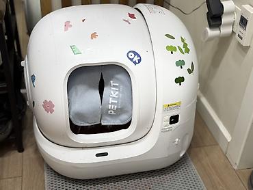 Зоотовары: Продается котик 1 год Привитый, Проглистованный, Кастрированный — 6