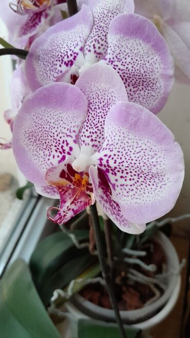 kisilr uecuen trikotaj sortlar: Орхидея фаленопсис, сорт Принц Леопард.Домашнее цветение. Здоровое