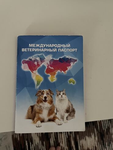 Отдам даром кошку: Кошка даром: Скотиш Страйт (Шотландская прямоухая), 5 лет, Девочка, Приучена к лотку, Проглистована, С документами