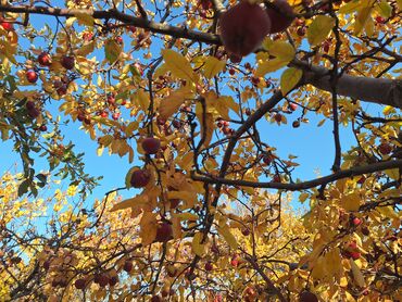 аренда дома иссык куль: 5 соток