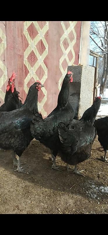 Куры, петухи: Продаю | Куры | Для разведения — 2