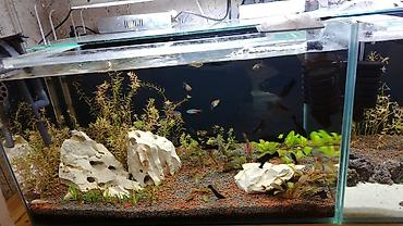 çəpiş satışı: Dördbucaq akvarium, Balıqlarla birlikdə, 120 l, Ödənişli çatdırılma — 4