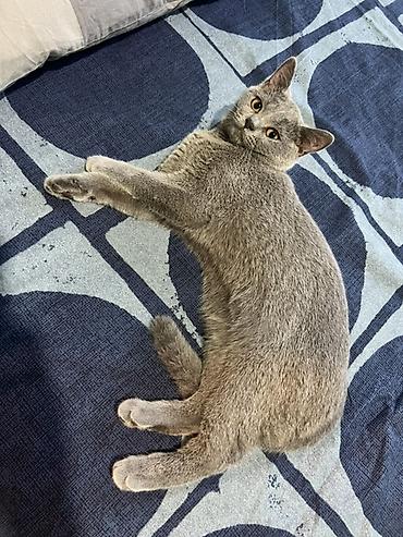 ragdoll pisik: Dişi, Yaxşı əllərə, Pulsuz çatdırılma — 2