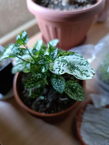 Бегонии: Гипоэстес (Hypoestes phyllostachya) «пятнистый» в горшке,есть белый — 4