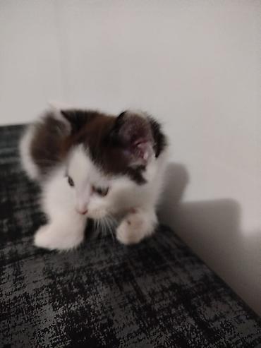 Мышыктар: Котята домашние, короткошёрстные. - Окрас: тигровые табби и — 6