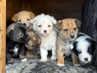 Отдам даром собаку: Собака даром: Дворняжка, 2 месяца, Самец — 1