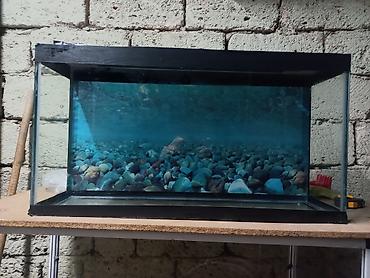 aqvarium: Salam tecli akvarum satlir susesi qalindir uzunlugu 74 satim — 3