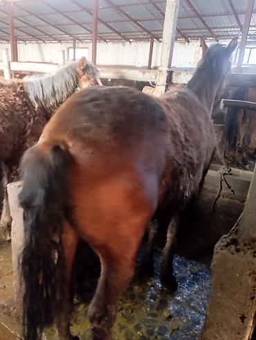 Лошади, кони: Продаю | Жеребенок | Для разведения | Племенные — 8