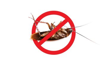 ультразвуковой отпугиватель тараканов: Дезинфекция, дезинсекция | Тараканы | Офисы, Квартиры, Дома